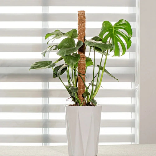 Bendable Plant Support Pole